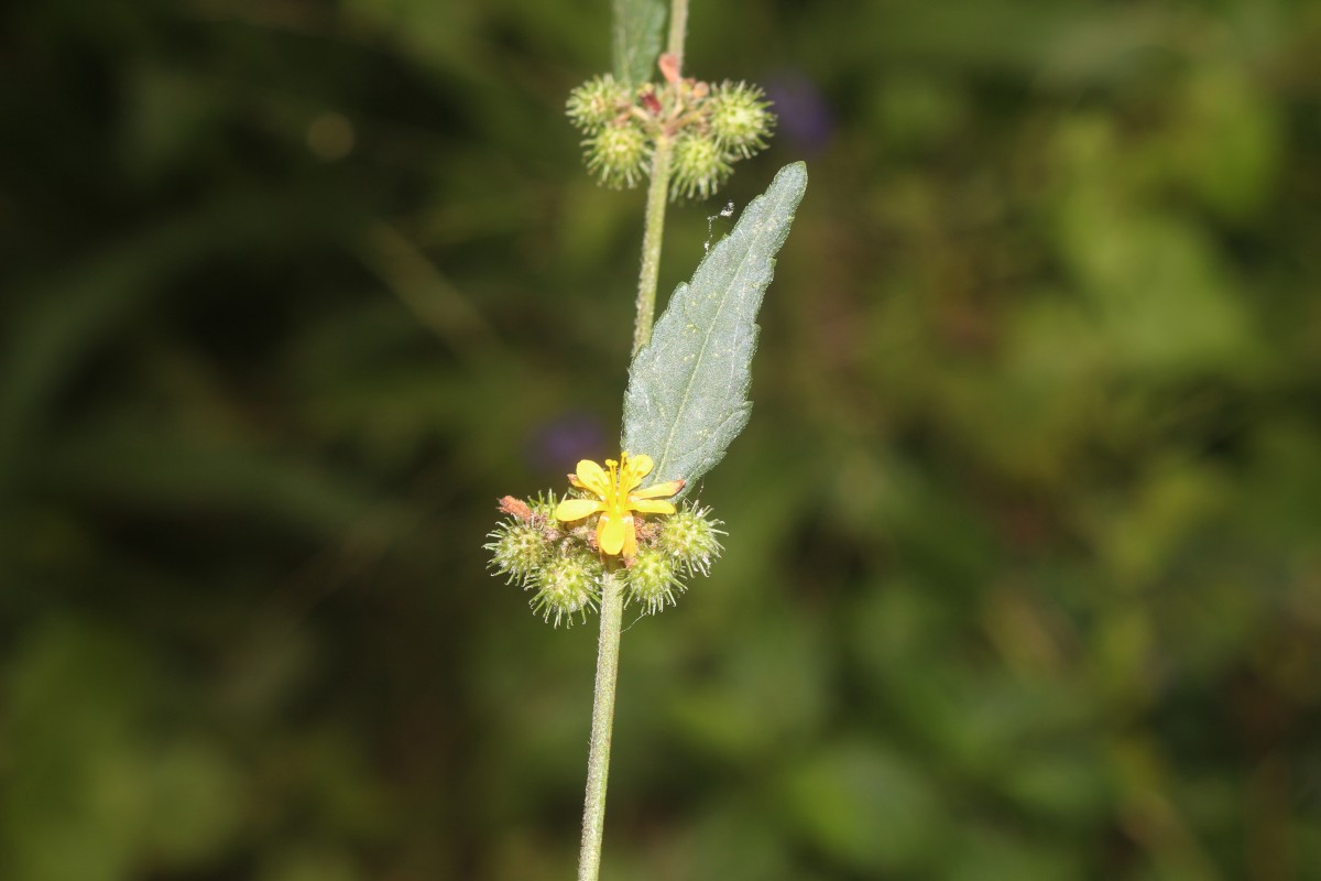 Triumfetta pentandra A.Rich.